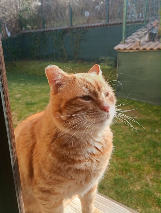 Млад и гальовен Рижко търси дом