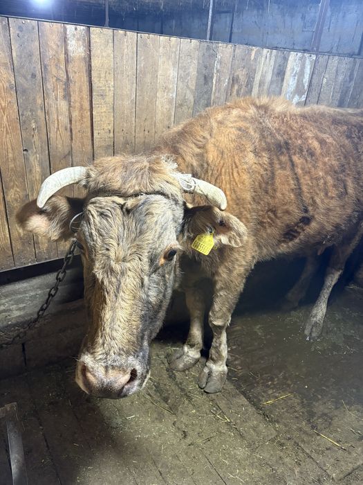 Семіз сиыр сатылады