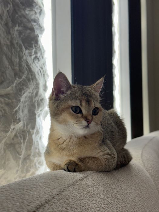 Котенок шиншилла