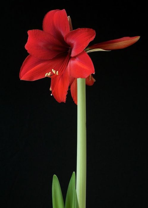 Амарилис! Продам луковицы амарилиса