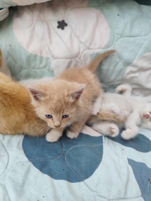 Котята, отдам в добрые руки