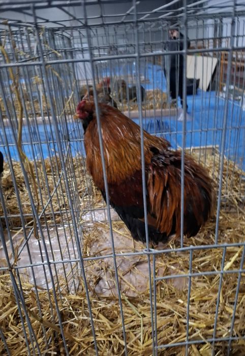 Oua incubat araucana