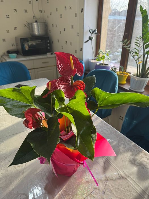 Цветы домашние есть всех свой цены