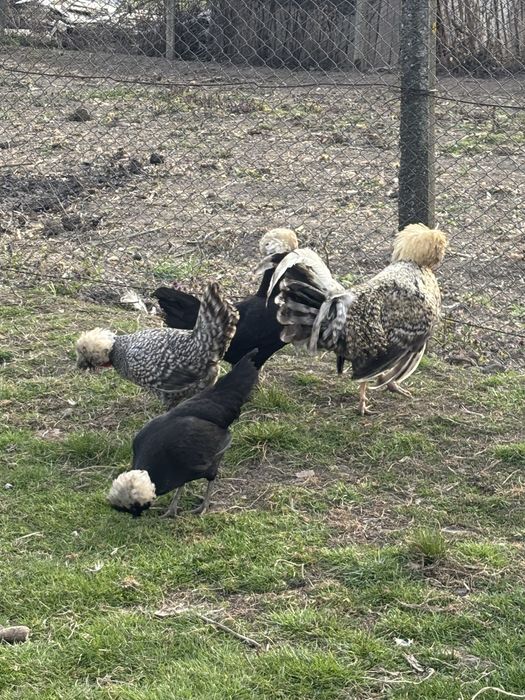 Vand ouă de moțată olendeza pt incubat și pui