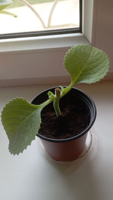 Продам комнатную мяту