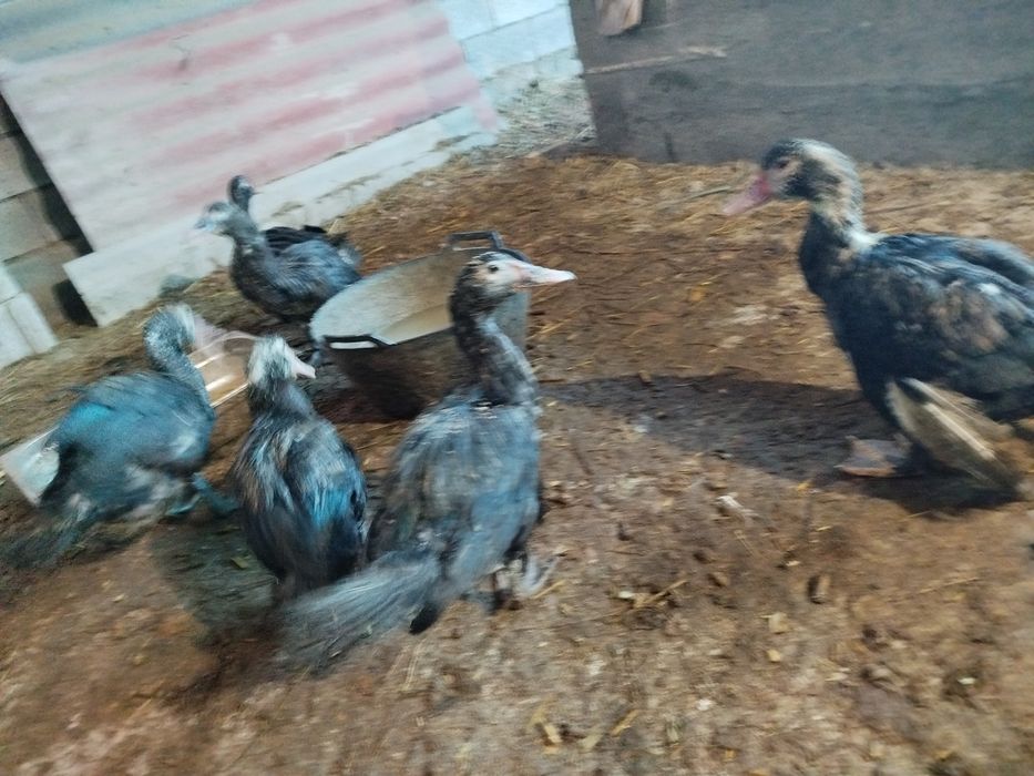 Урдак утка индийски