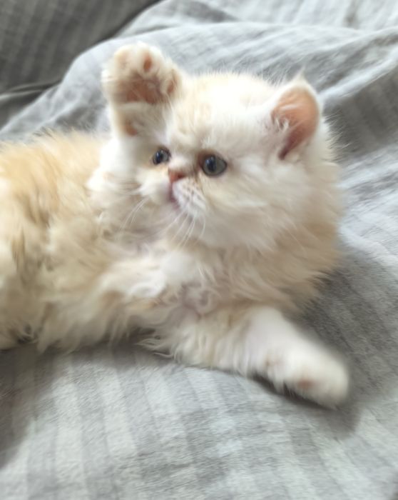 Персидские котята