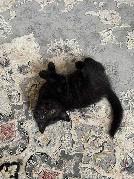 Шотландский прямоухий котёнок, девочка, чёрная, 1.5 месяца