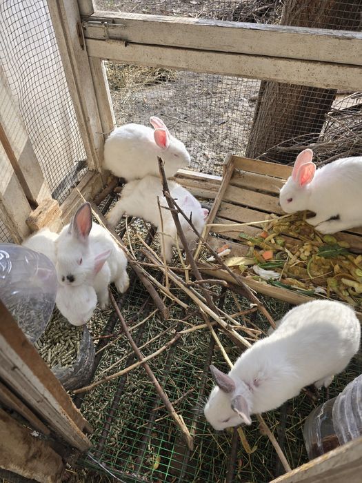 Quyonlar sotiladi. Куенлар бор хар хил. Кролики здоровые. Кролчата