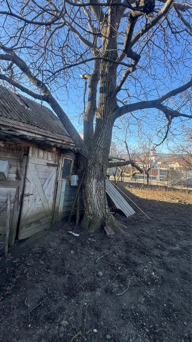 2 buc Nuc gratis taiat