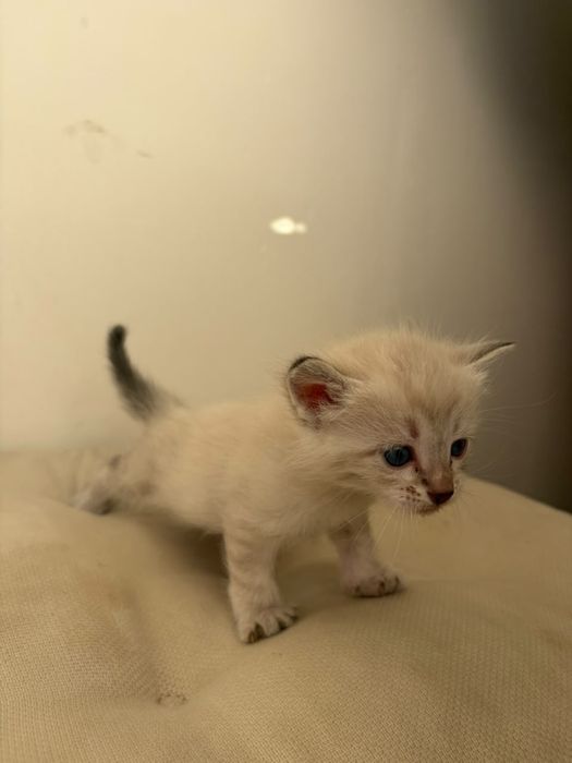 Отдаем котят в добрые руки