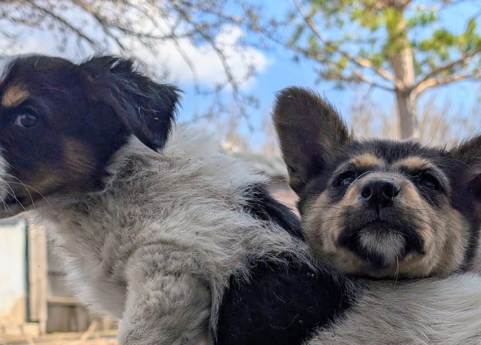 Отдам щенка/щенков
