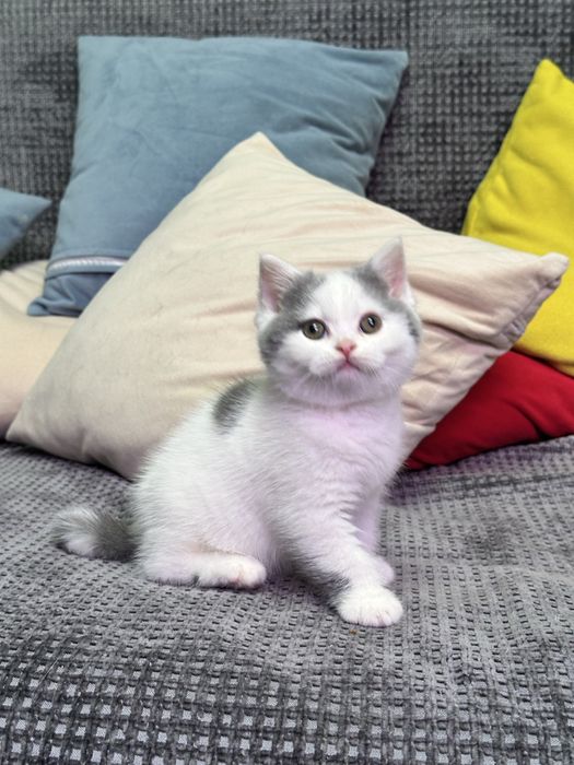 Британский мальчик