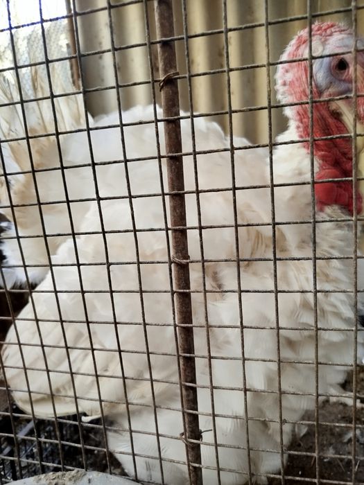 Яйца (Бройлерные индюки)