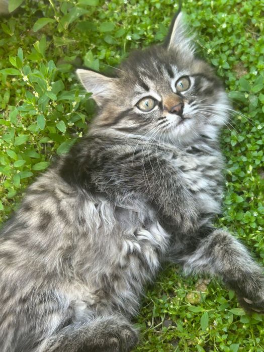 Отдам котенка в хорошие руки