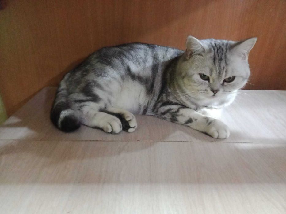 Вязка кота породы Скоттиш Страйт