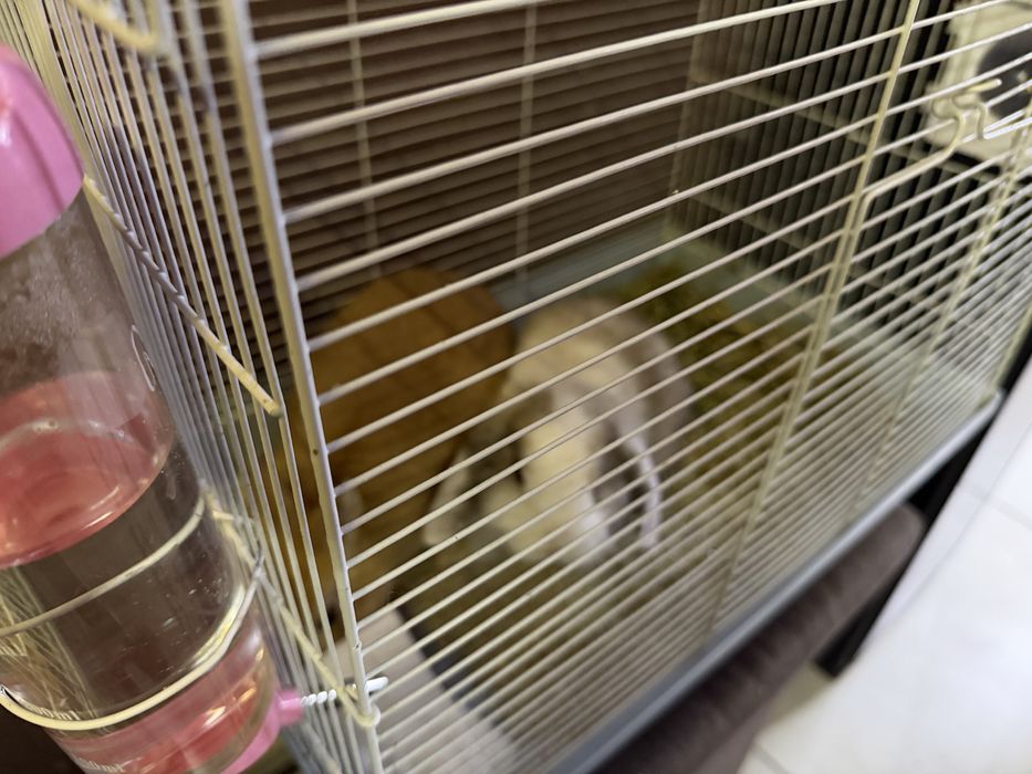 Кролики Мини домашние Живая Игрушка