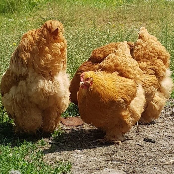 брама тухумларии