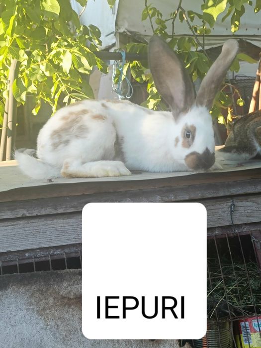 De Vanzare pui  iepuri