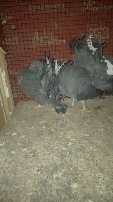 Голуби пара кептер павлины