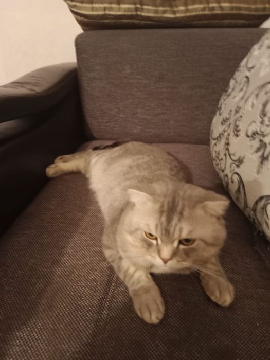 Отдам Шотландского кота
