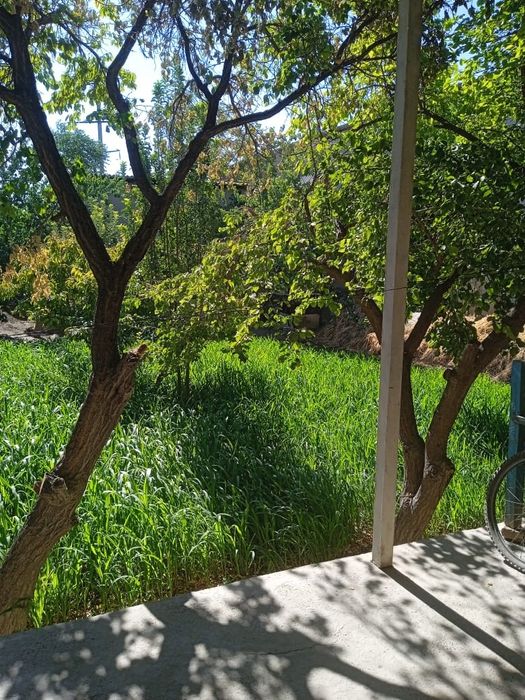 Бухоро вилоят вобкент туманида Ховли сотилади 8 соток