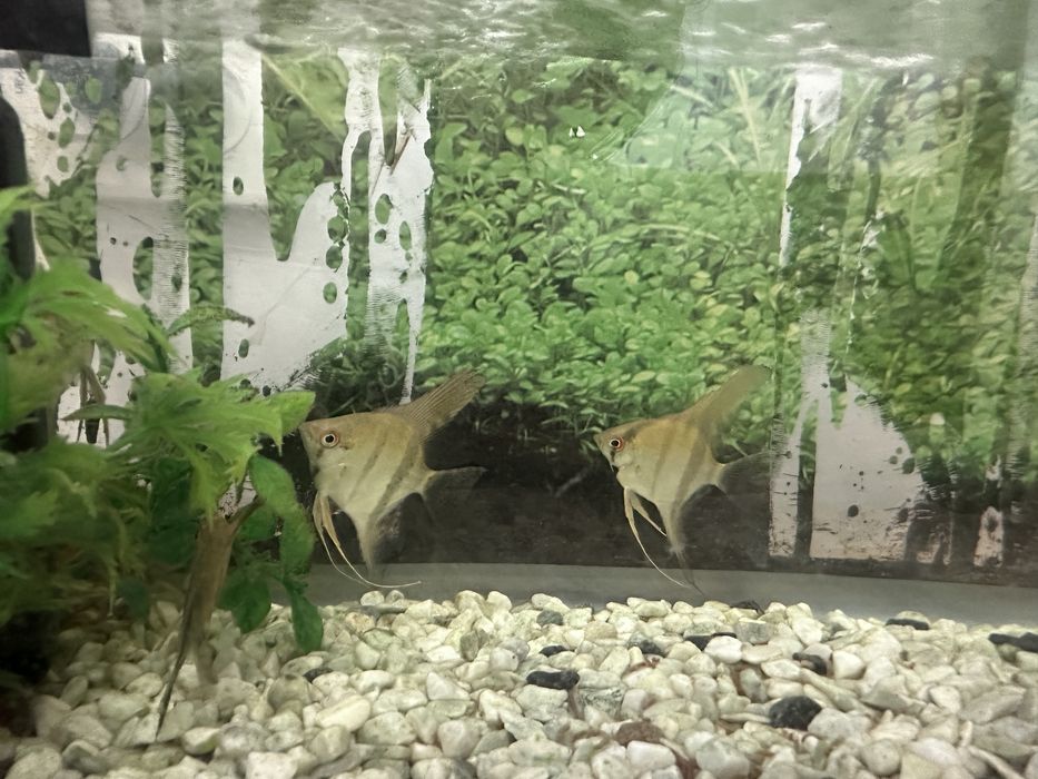 Алтын балық, сомик сатылады