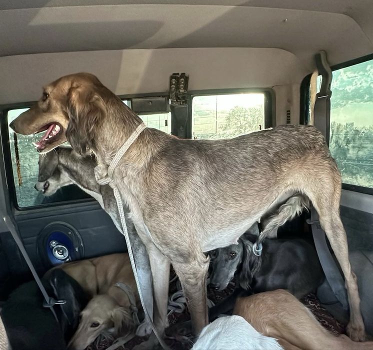 Тазы 2 жаста ауызданган