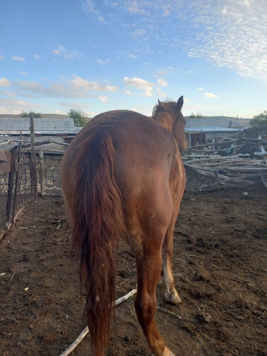 Продам справного жеребца