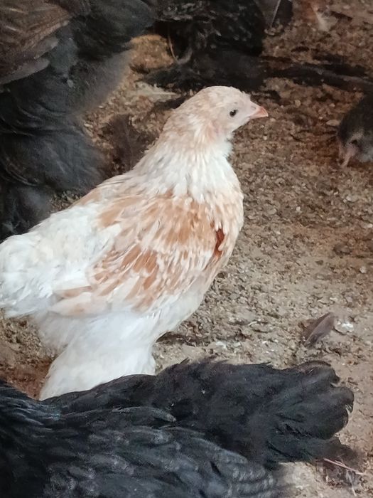 Продаются цыплята брама