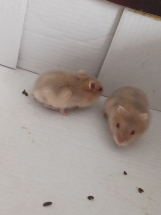 Продам хомечков*