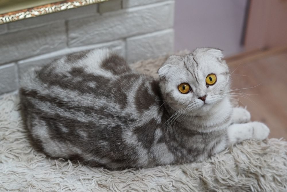 Вислоухая шотландская кошка