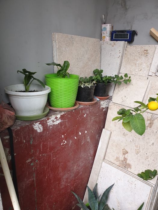 Lămi si plante decorative cufrunze verzi la 1200 lei