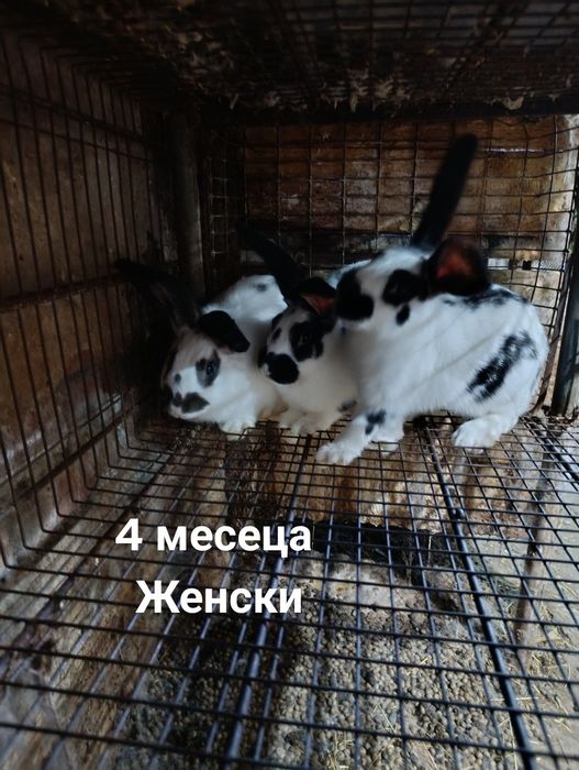 Продават се зайци мъжки и женски!