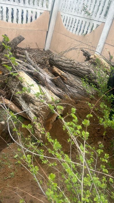 Отдам Сруб дерева