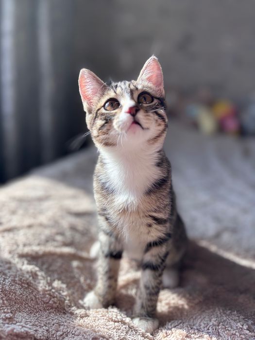 Ищем семью для котенка