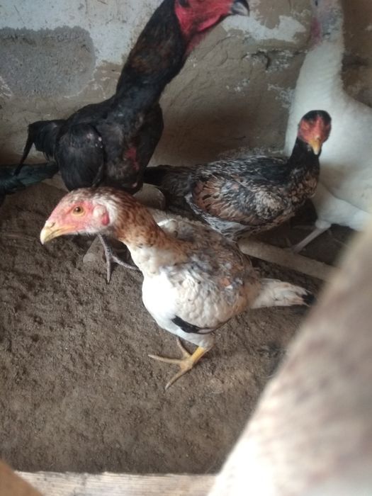 Klitorisni topish boyicha qollanma