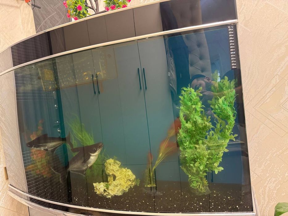 Baliqlari bilan akvarium