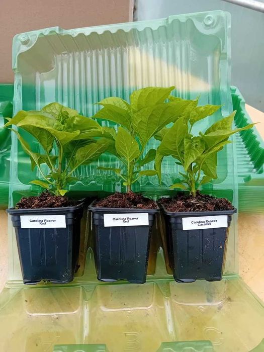 Vand rasaduri de ardei foarte iuti, aproape 500 soiuri