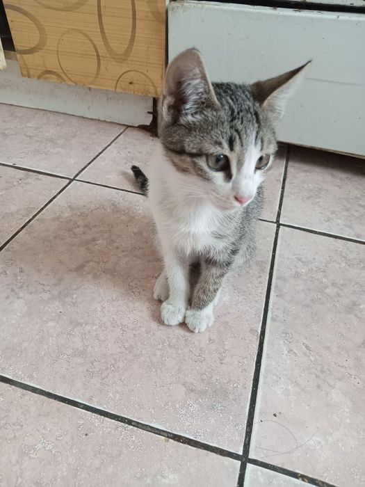 Бесплатно кошечка