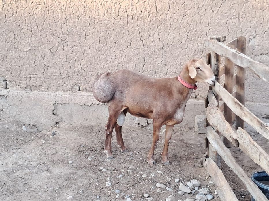 қошқар сатылады Жаркент қаласынан