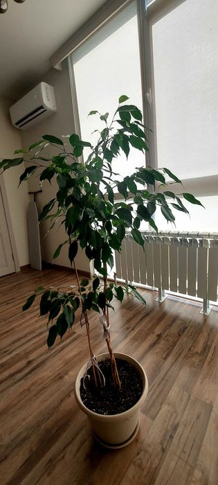 Продам фикус Бенджамина