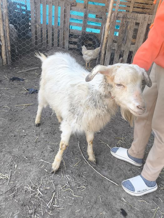 Ешки теке сатамын