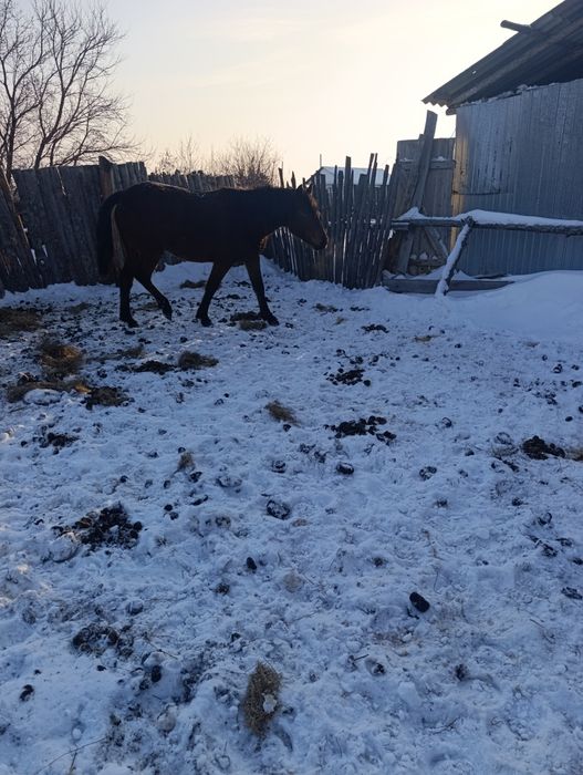 Забыла три с половиной