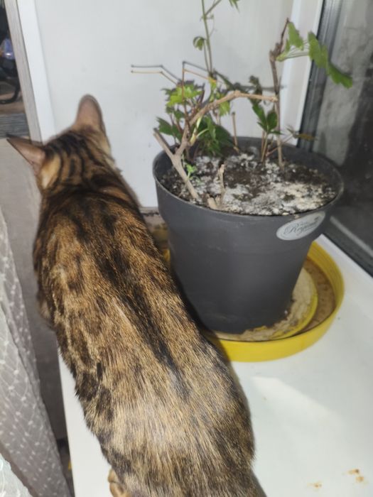 Вязка кот бенгальский