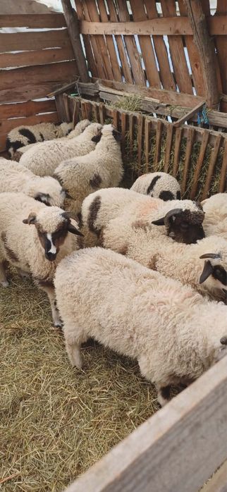 Vand miei frumosi crescuti natural