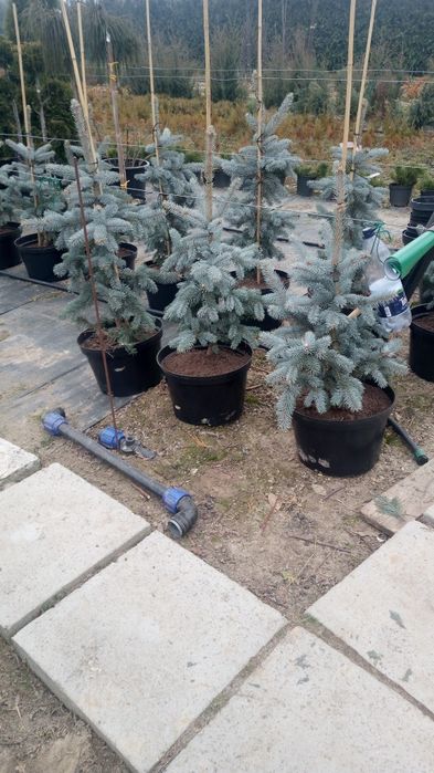 Brad argintiu hopssi