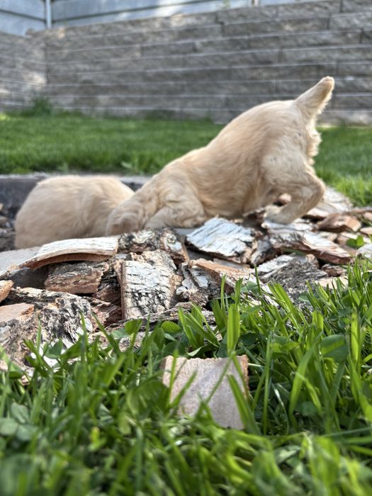 Кора сосны оформление