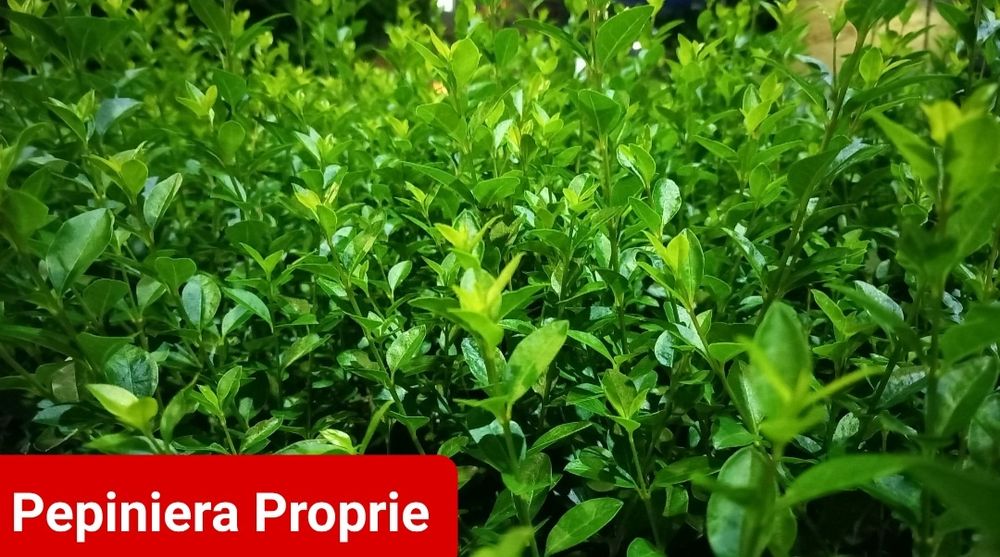 gard viu lemn cainesc ligustrum verde iarna veșnic verde gard viu