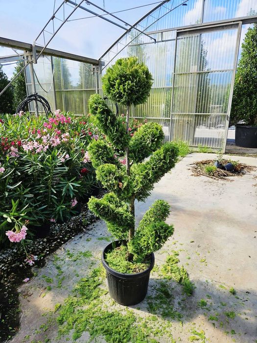 Selecție de Plante Ornamentale – Inspectezi și Plătești